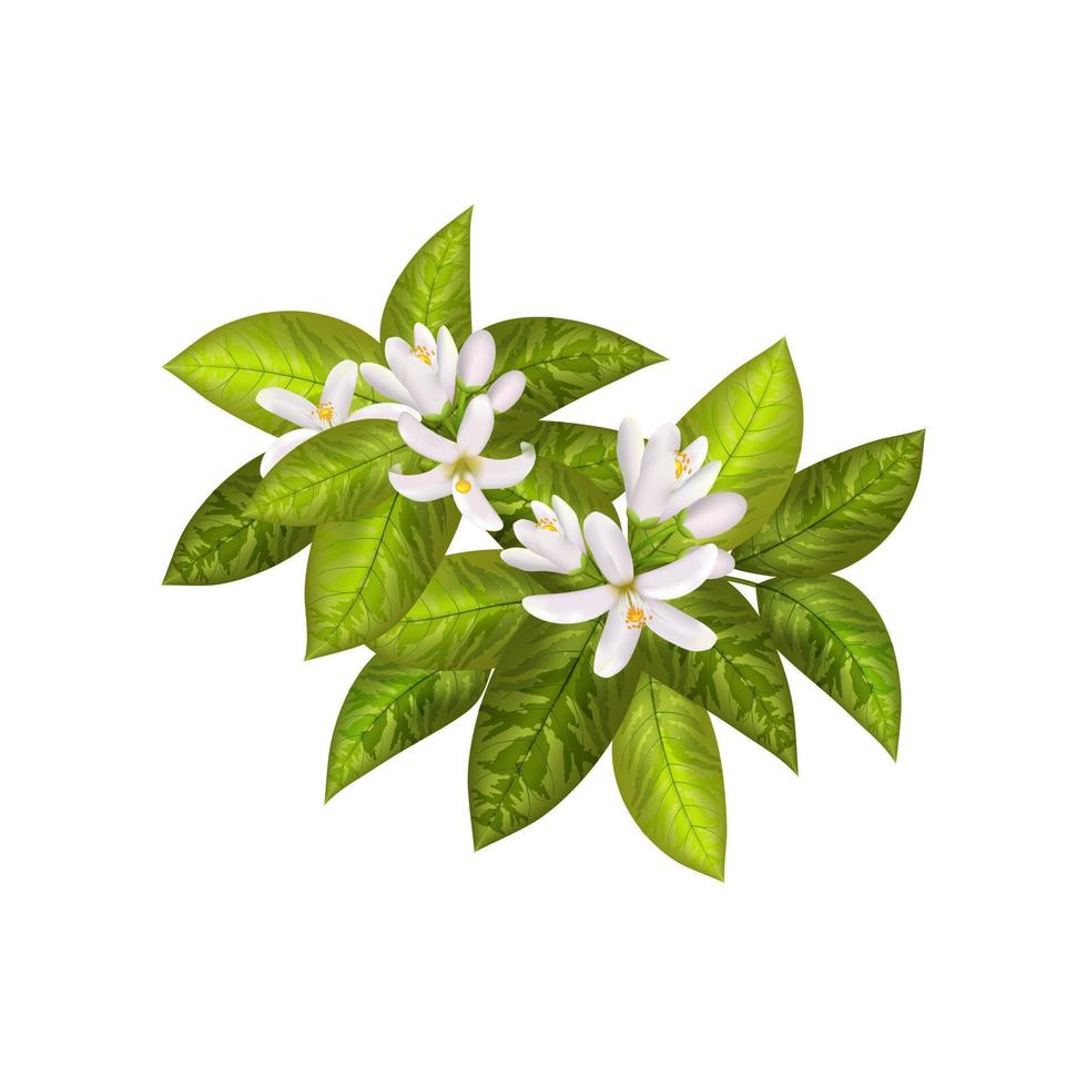 neroli bloemen en bladeren vector