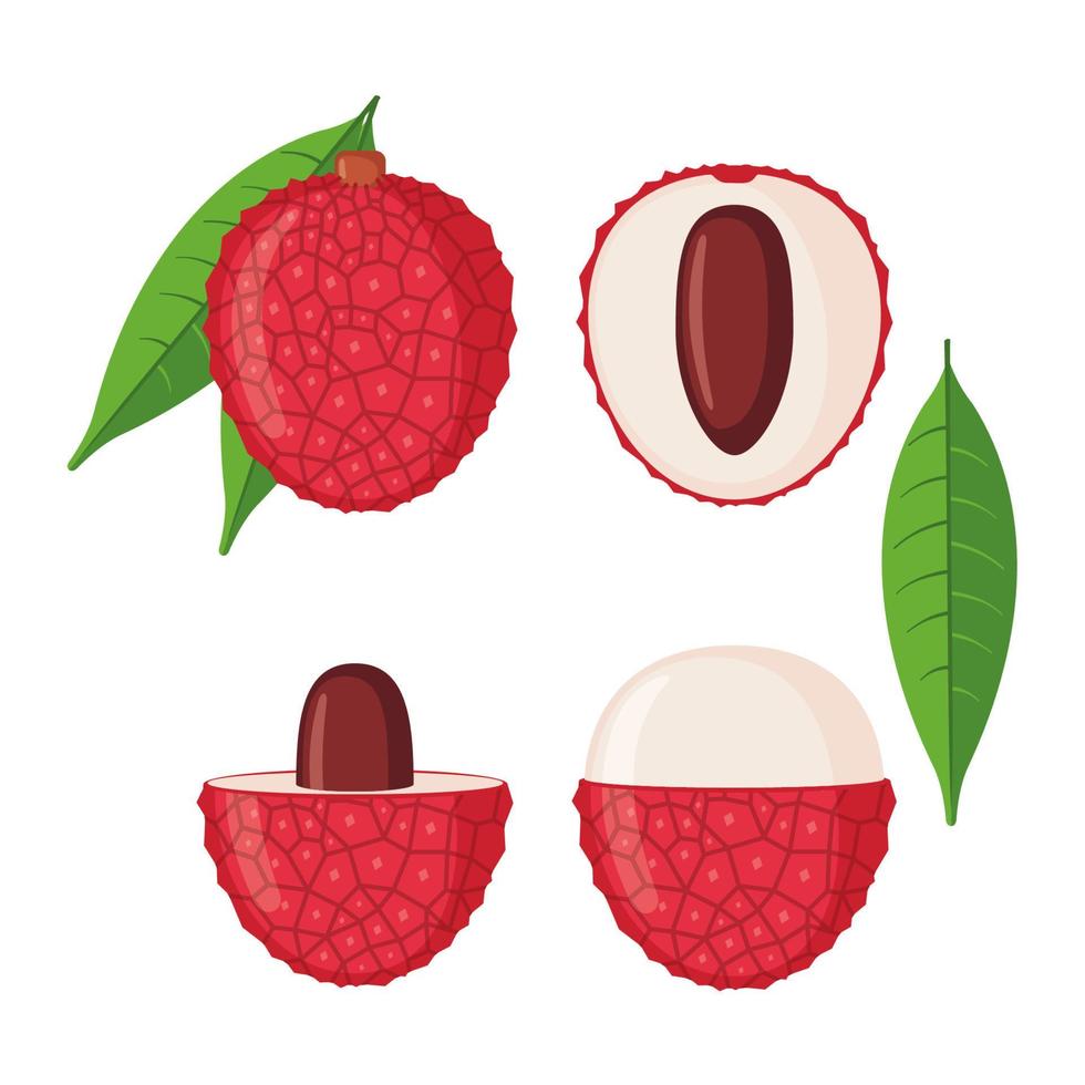 lychee fruit pictogrammen instellen in vlakke stijl geïsoleerd op een witte achtergrond. hele en halve lychee met bladeren. vectorillustratie. vector