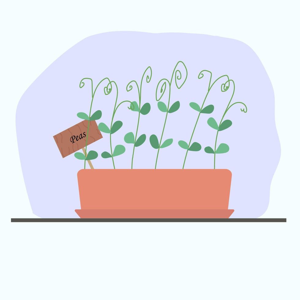 microgreens erwten in een aarden pot, thuis gekweekt. vector