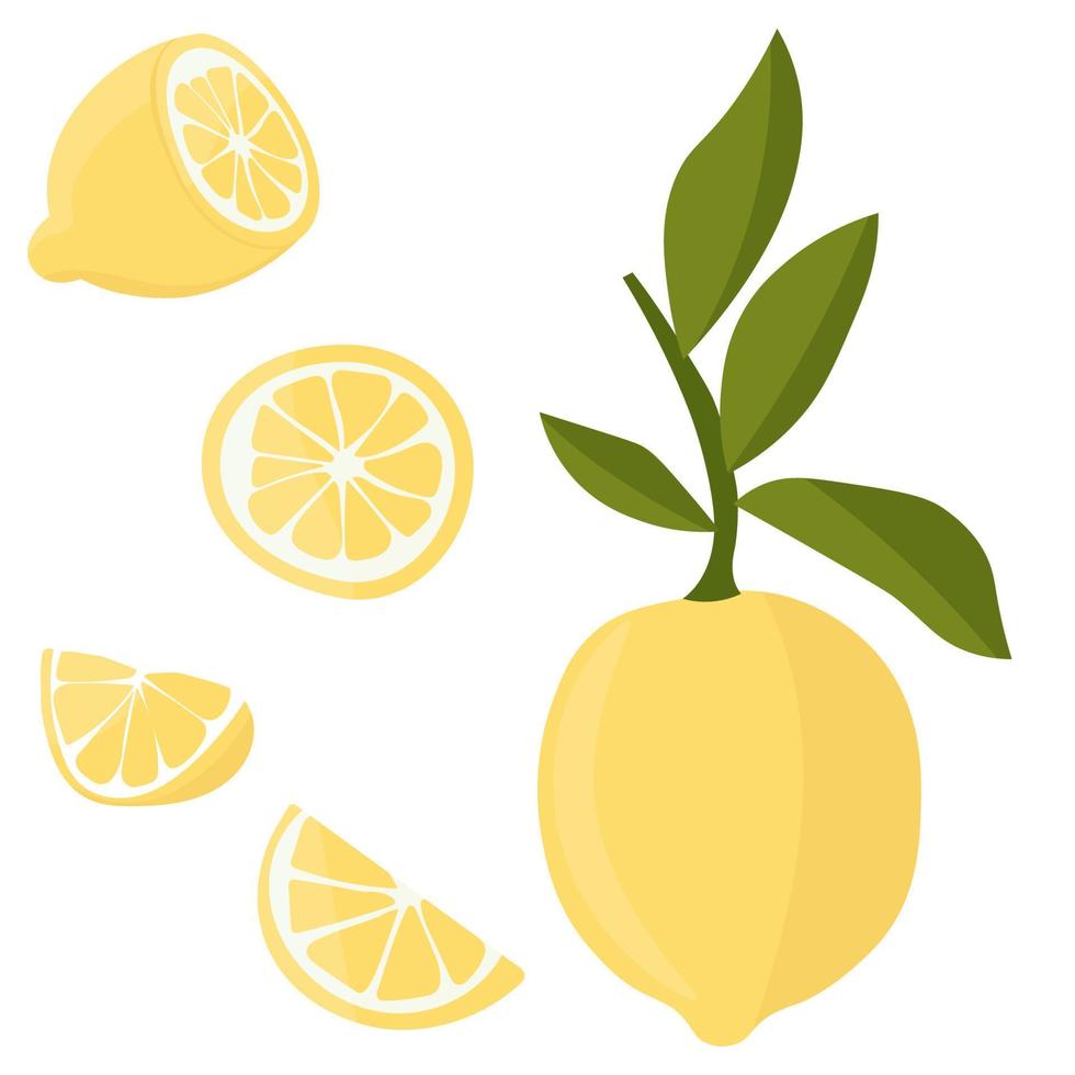 instellen met citroenen. Citrus snijden in plakjes, plakjes, cirkels. rijpe verse citroenen op een boomtak. vector