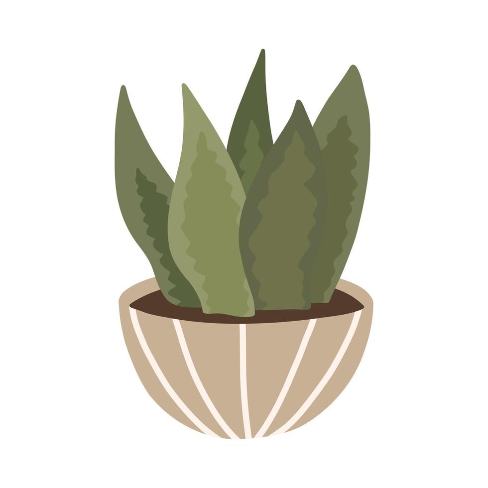 botanische plant succulente sansevieria in scandinavische pot in boho-stijl vector