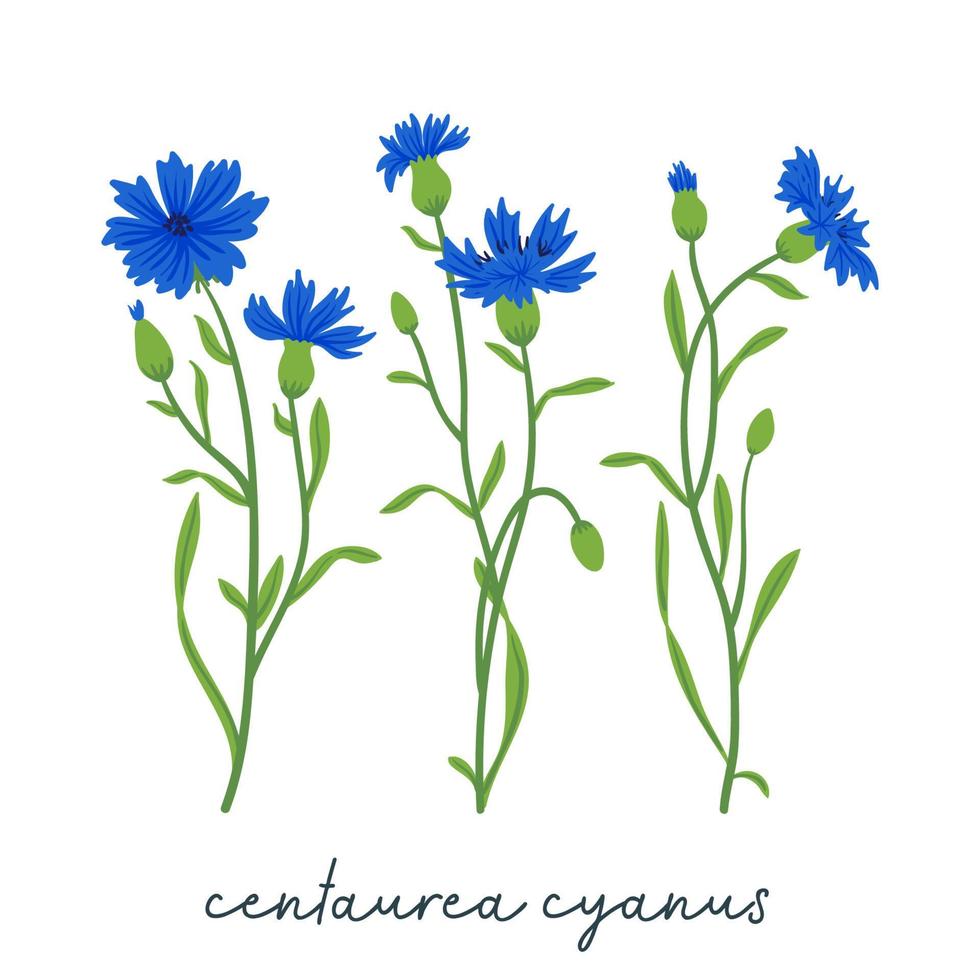 korenbloemen veld vector set. zomer wilde weide bloemen, honing plant illustratie. knoopkruid blauwe collectie geïsoleerd op wit. centaurea botanische bloemen ontwerpelementen