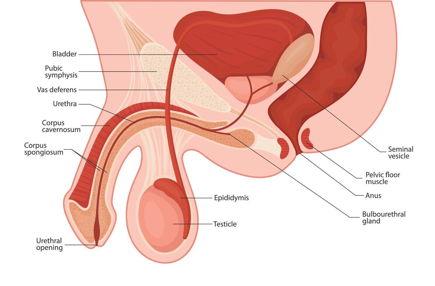 mannelijk voortplantingssysteem. penis medische vectorillustratie. vector
