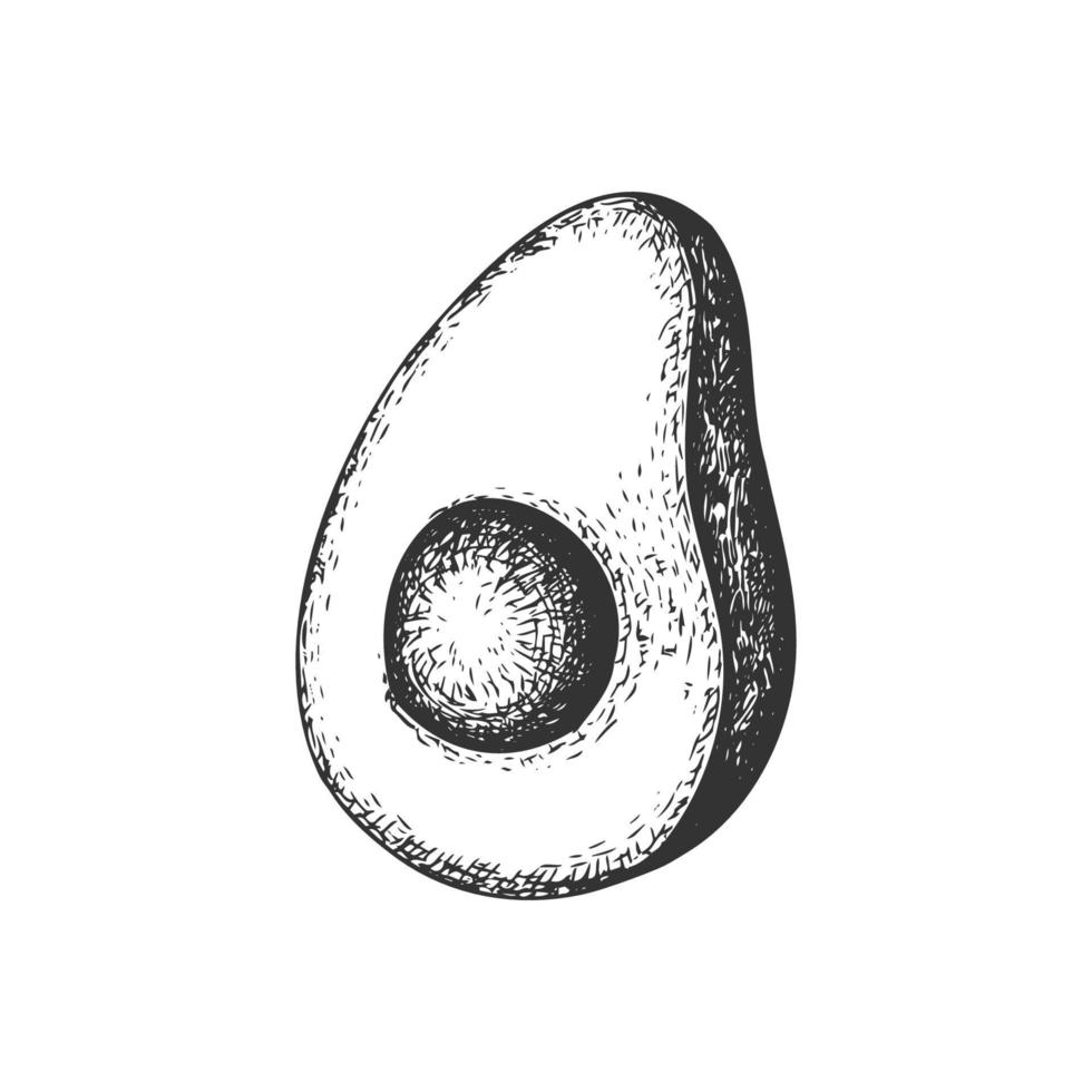 handgetekende halve avocado. vector realistisch fruit. avocado-uitsnijding.