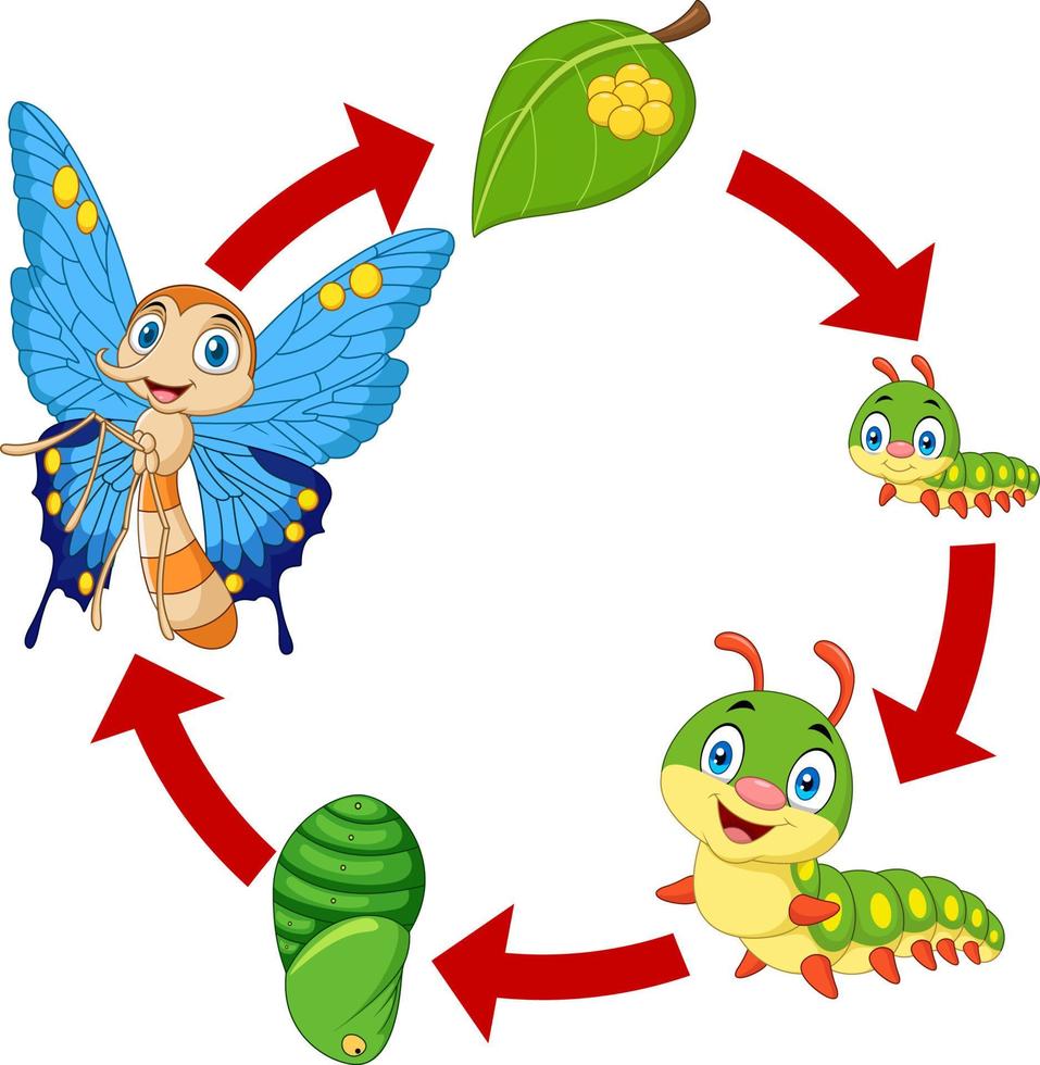illustratie van de levenscyclus van een vlinder vector