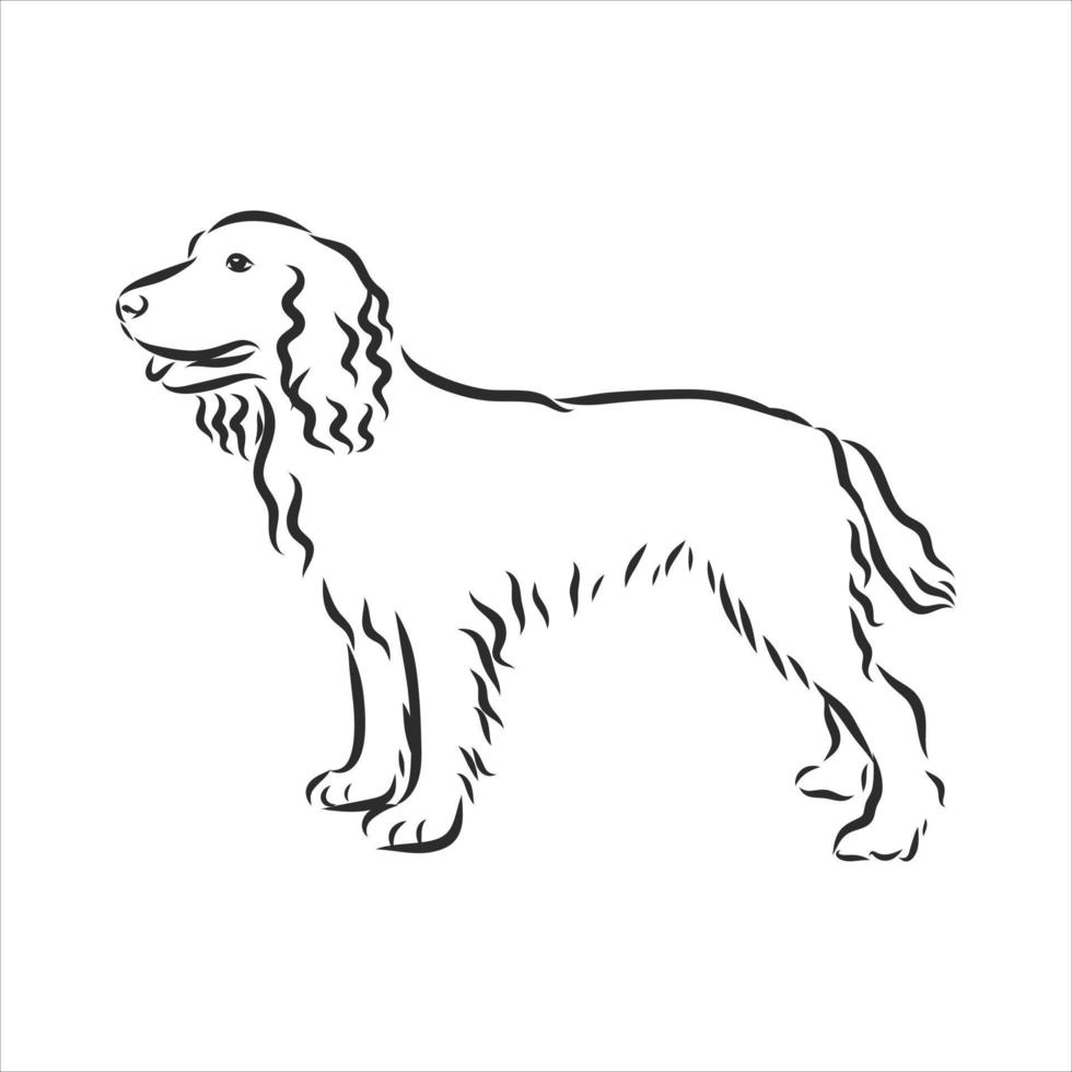 hond vector schets