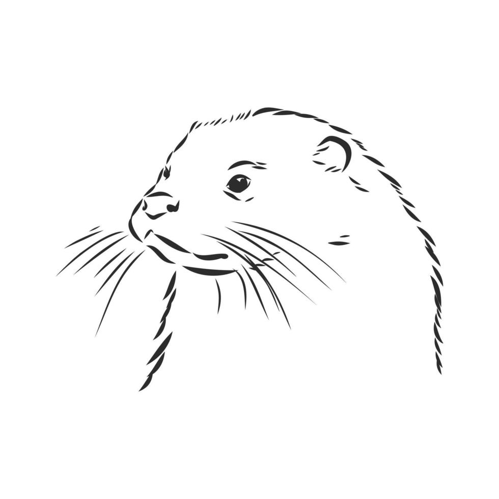 otter vector schets