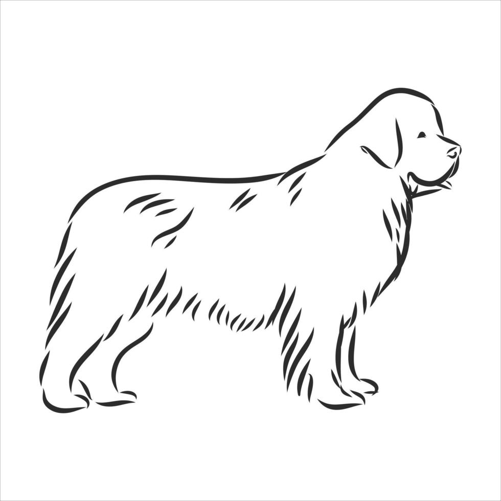 hond vector schets