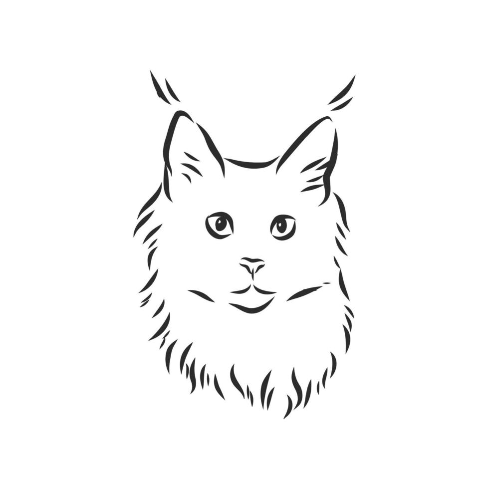 maine coon kat vector schets