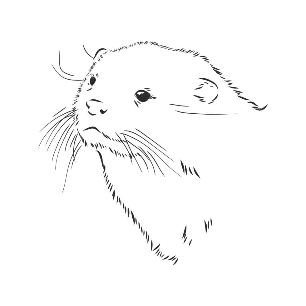 otter vector schets