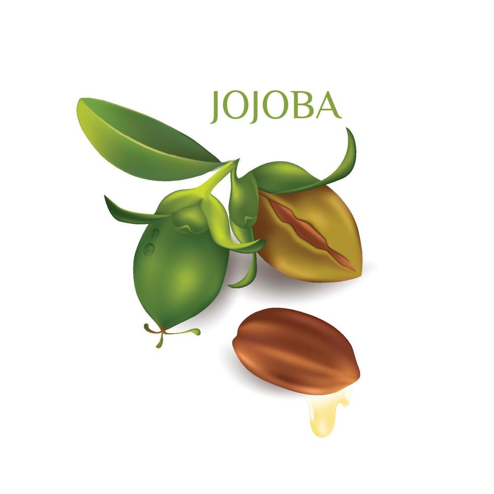 jojoba natuurlijke huidverzorging cosmetische vectorillustratie vector