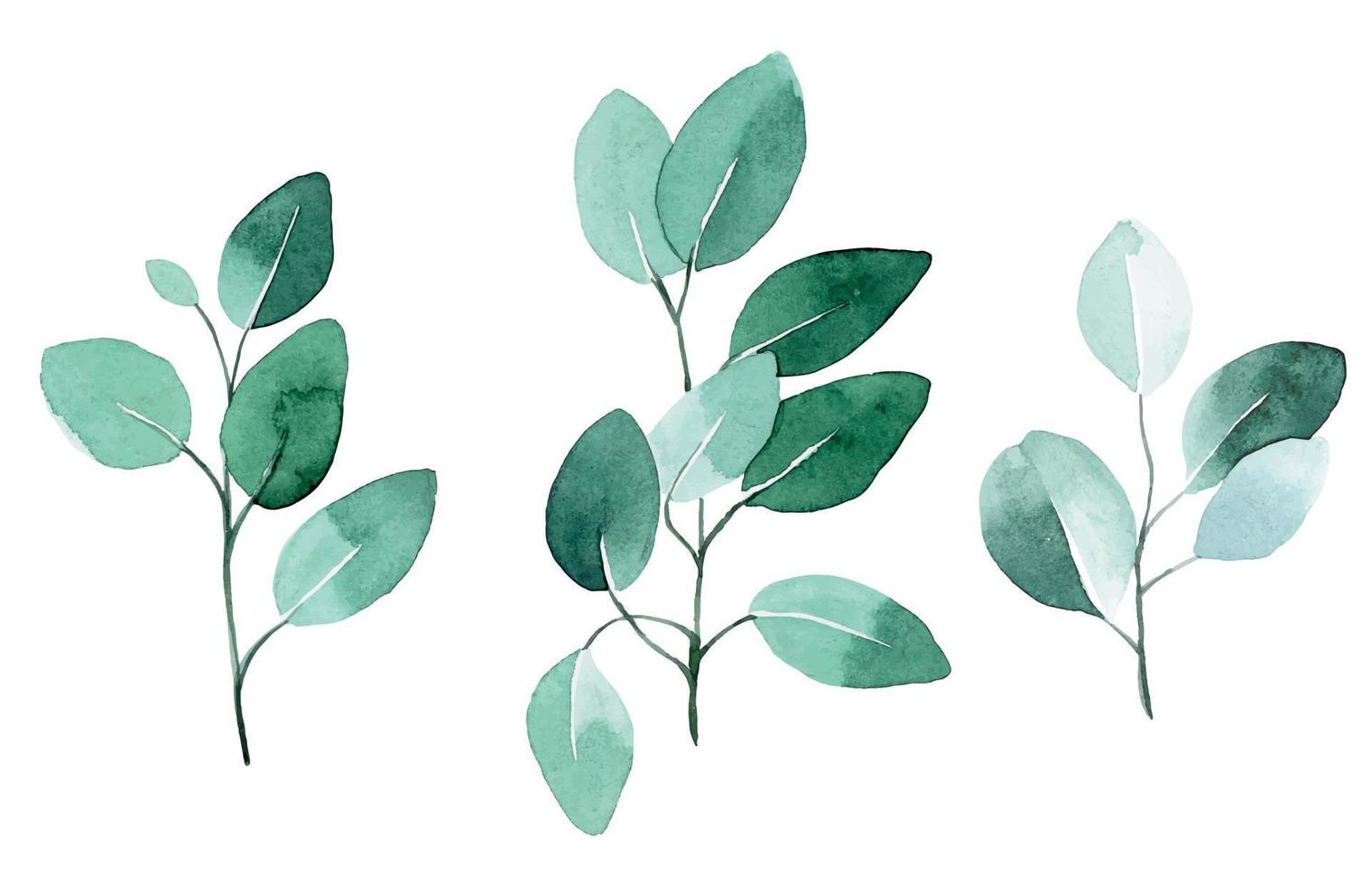 aquarel tekening. set van eucalyptus bladeren. tropische groene bladeren geïsoleerd op een witte achtergrond in vintage stijl. vector