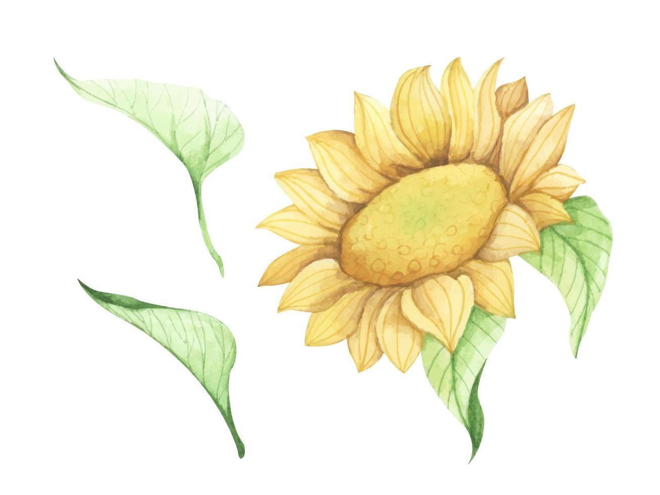 set van zonnebloem. aquarel bloemen illustratie. vector