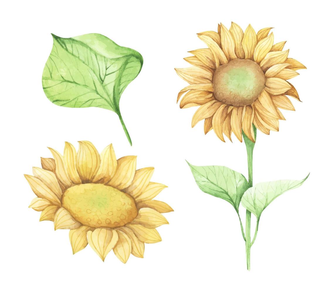 set van zonnebloem. aquarel bloemen illustratie. vector