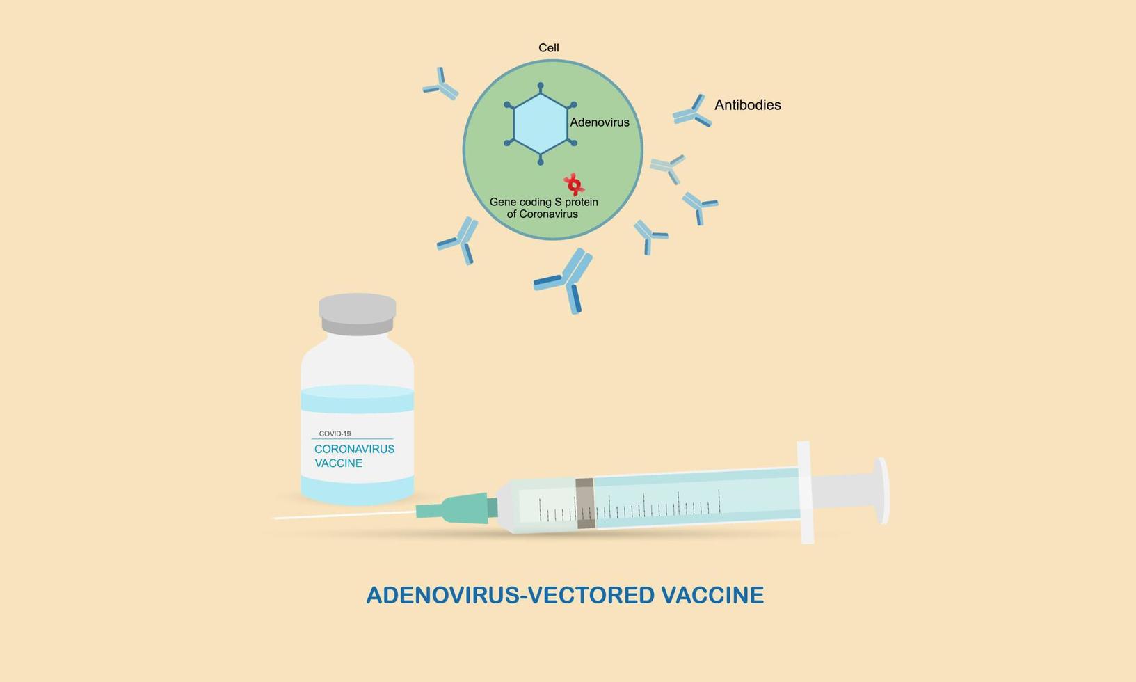 adenovirus-gevectoriseerd vaccin voor coronavirus of covid-19 pandemie vector