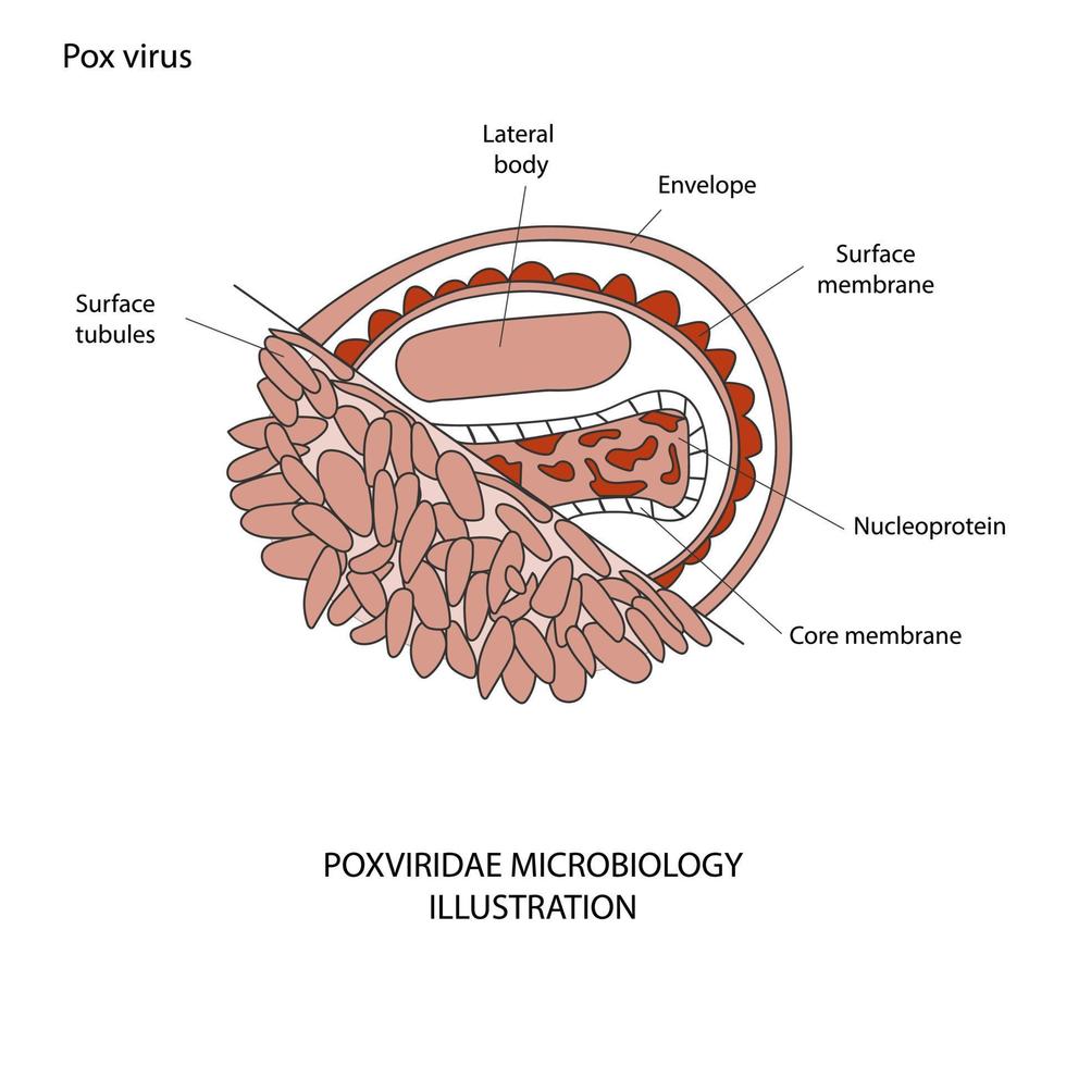 apenpokkenviruscellen breken medische banner uit. Monkeypox-viruscellen op witte sciense-achtergrond. aap pokken microbiologische vector achtergrond.