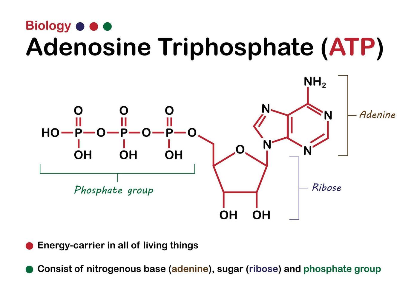 biologisch diagram toont structuur van adenosinetrifosfaat of atp als energiesubstantie in levend organisme vector