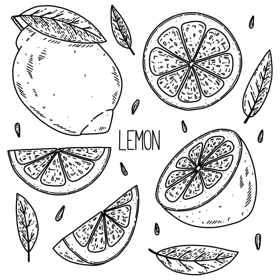 hand getrokken schets stijl vector citroen set geïsoleerd op een witte achtergrond, eco voedsel illustratie