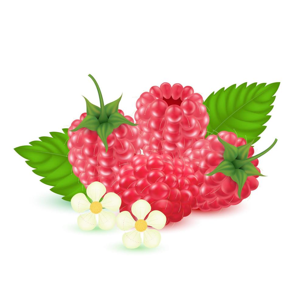 framboos. zoet fruit geïsoleerd op een witte achtergrond. 3D-vectorreeks. realistische illustratie vector