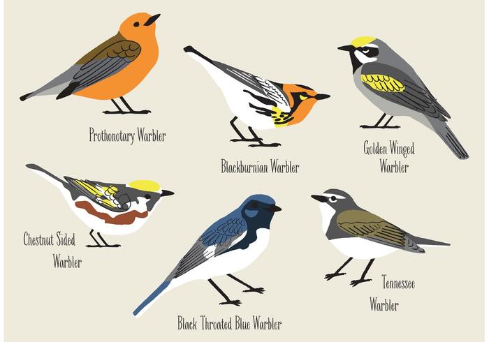 Handgetekende Warblers-vectoren vector