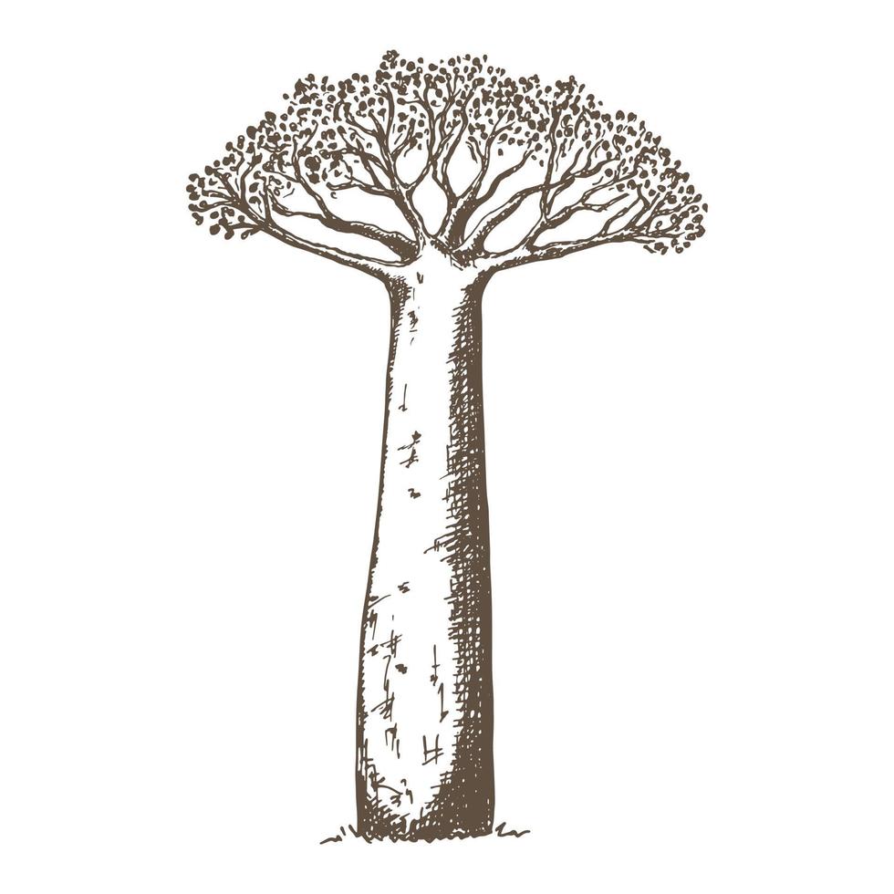 baobab boom illustratie hand getekend in schets stijl. Afrikaanse boom vector