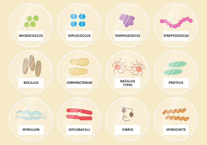 Vector Petri Schotelbacteriën