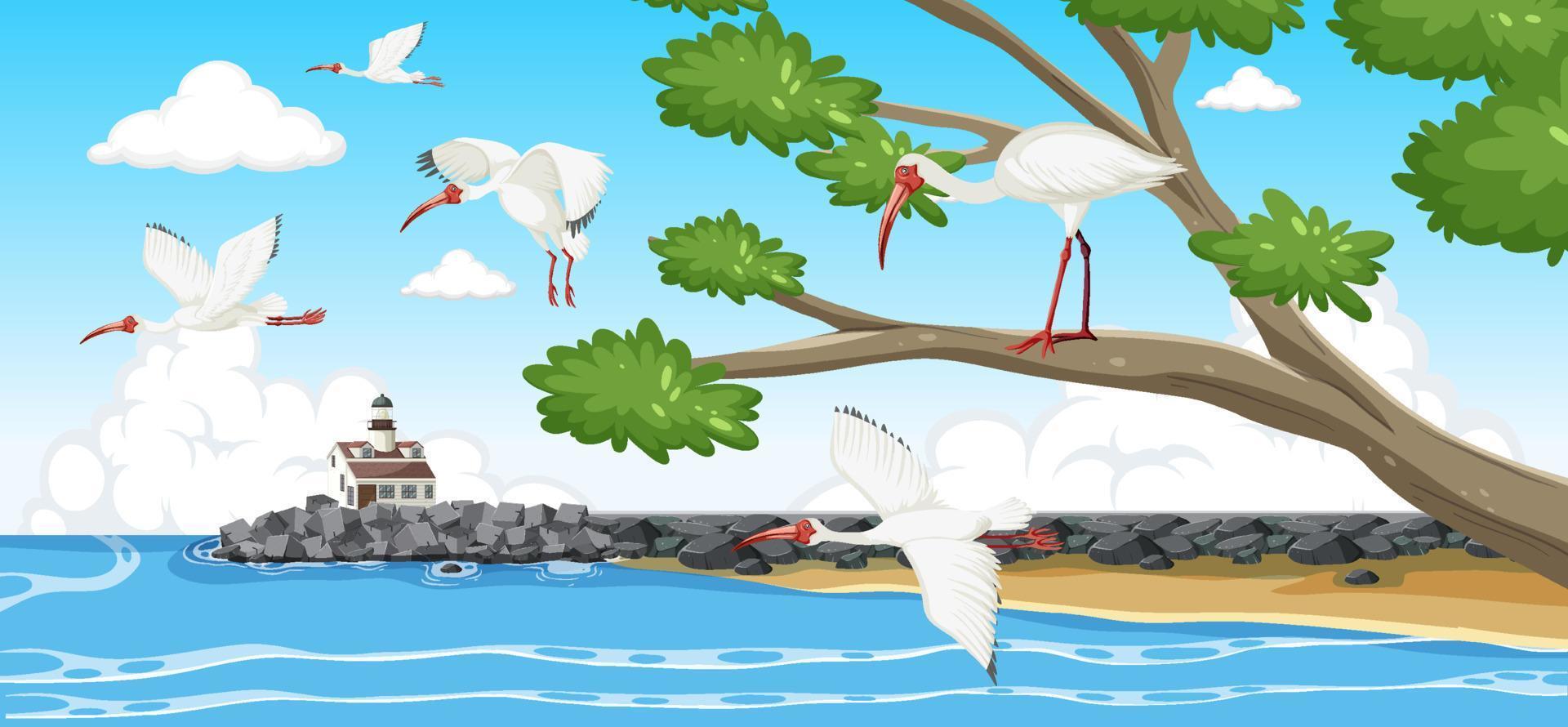 Amerikaanse witte ibis-groep aan de kust vector