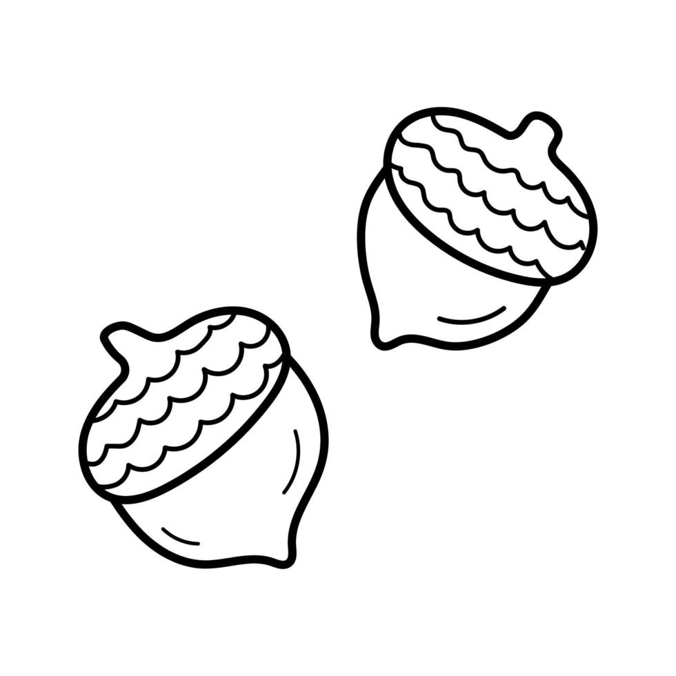 eikel. hand getrokken schets icoon van eiken fruit. geïsoleerde vectorillustratie in doodle lijnstijl. vector