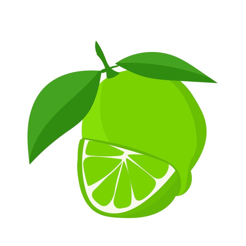 vector botanische illustratie van limoen fruit met groene bladeren geïsoleerd op een witte achtergrond.