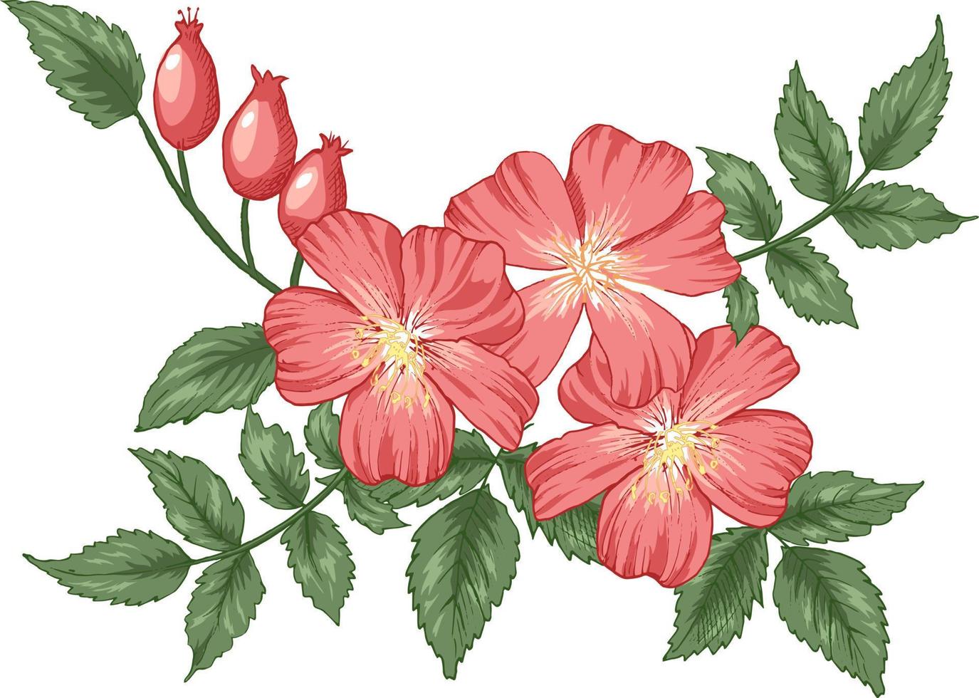 kleurrijke vectorillustratie van hondsroos bloemen boeket voor bruiloft uitnodiging en wenskaart, t-shirts design. alle elementen zijn geïsoleerd op hun lagen. vector