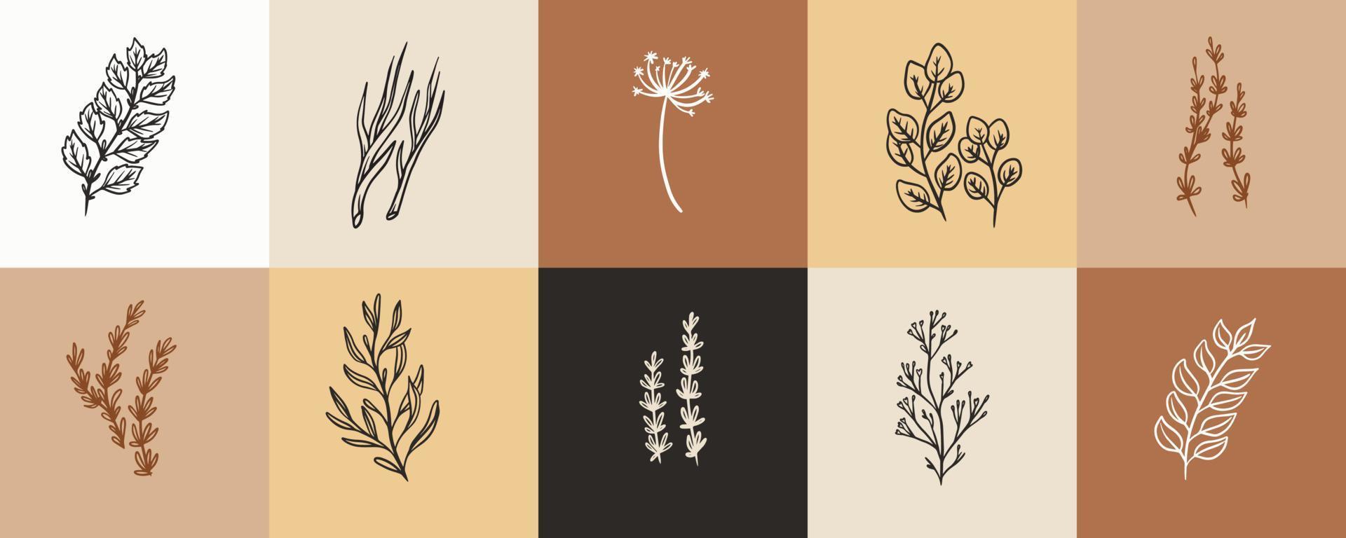 collectie van kruidenplant illustratie voor vintage badges en logo. stempeletiketten van kruidenplant. set handgetekende natuurlijke teken voor tag product in eenvoudig rustiek ontwerp. vector