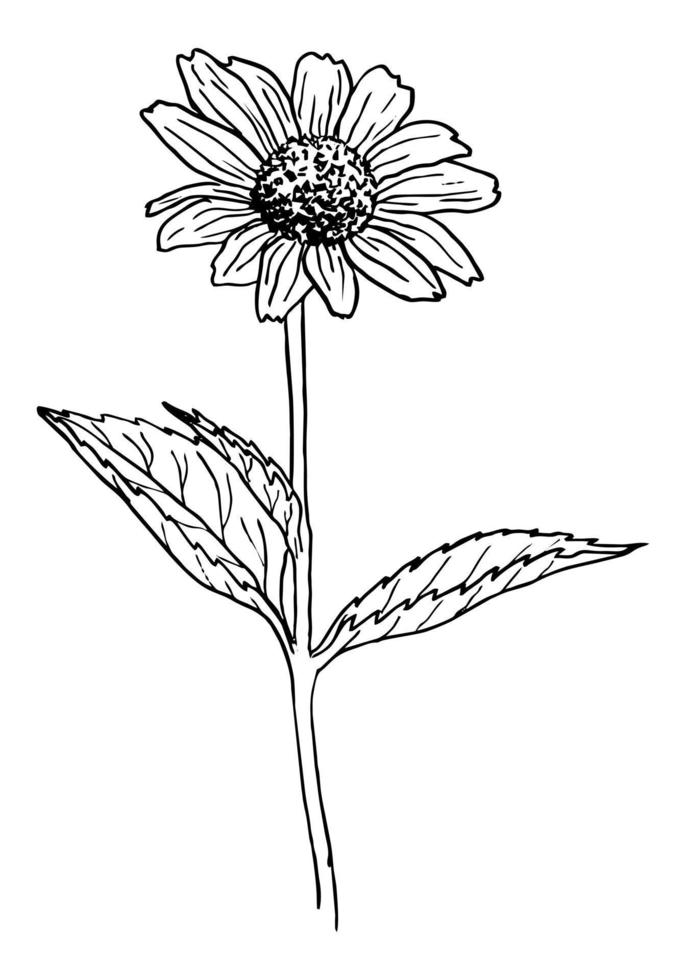 vectortekening van een zwarte bloeiende rudbeckia op een witte achtergrond vector