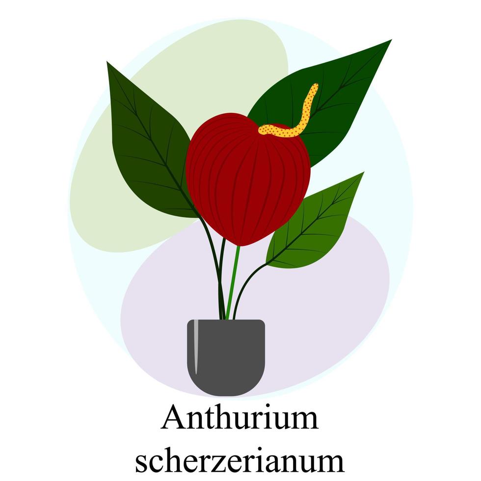 bloeiende kamerplant anthurium scherzerianum. rode anthurium scherzerianum bloem vector