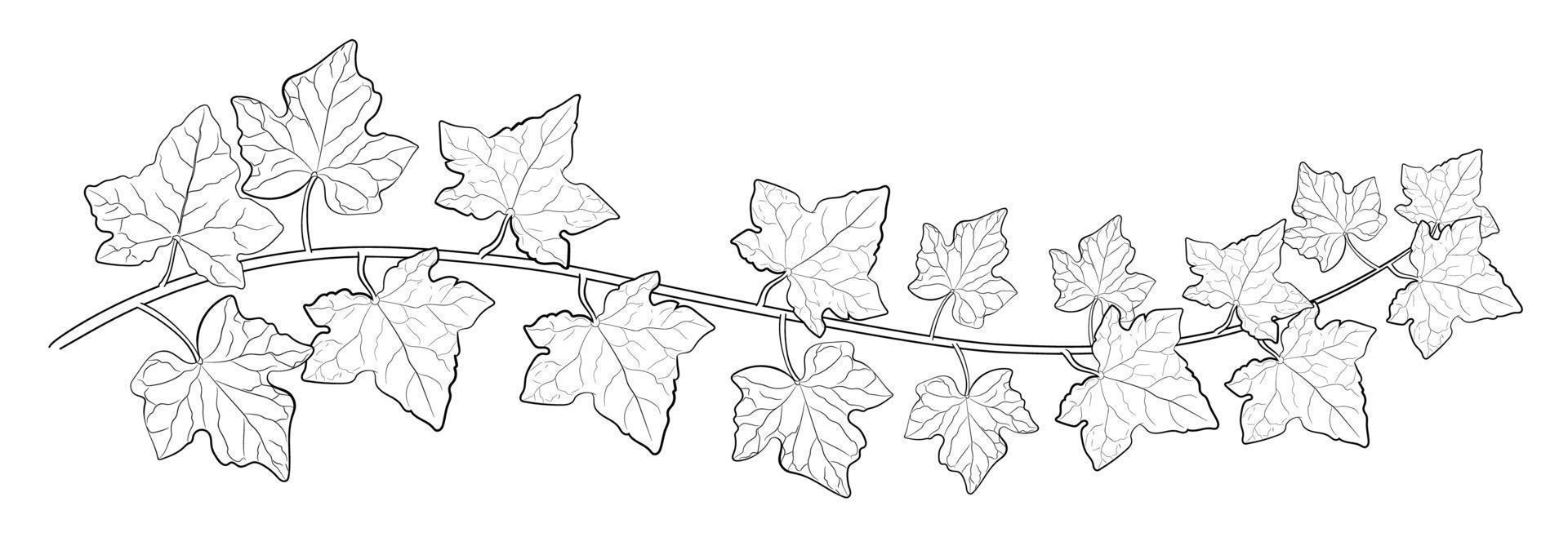 tekening van klimopbladeren. vector