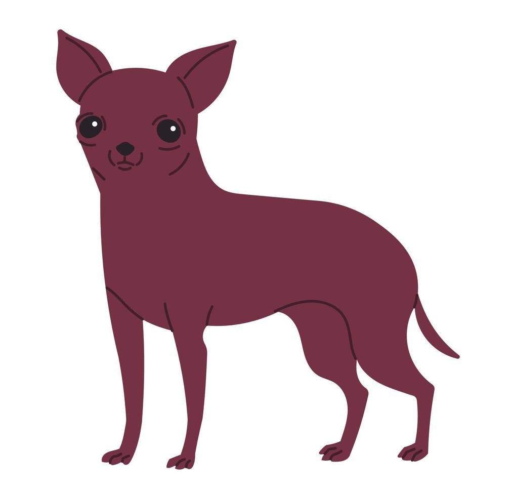 toy Terriër of chihuahua kleine korthaar hond. vector