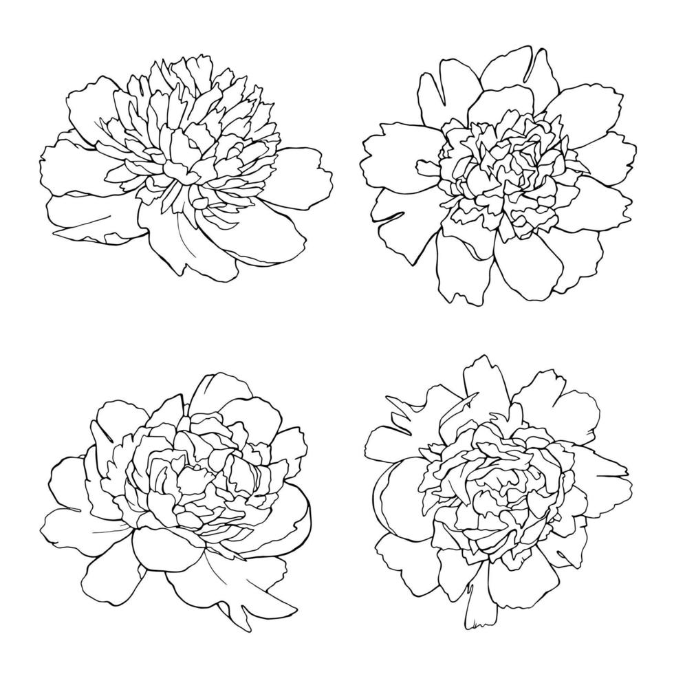 pioen hand getekende illustraties set lijn kunst zwarte botanische bloemen geïsoleerd op wit vector