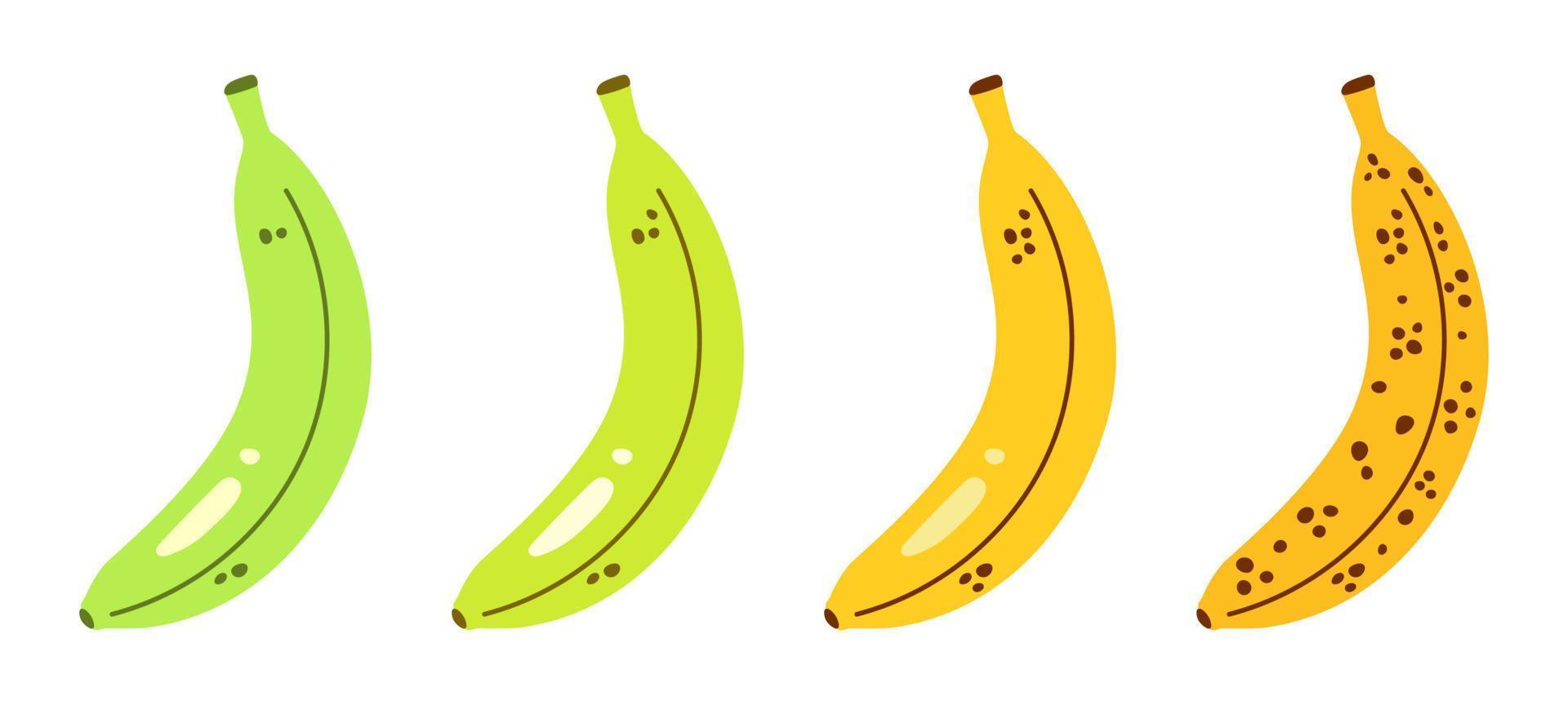 vector set met bananen. rijpe stadia van bananen van onrijp tot overrijp. rijpingsproces van bananen. groene en gele bananen in plat design.
