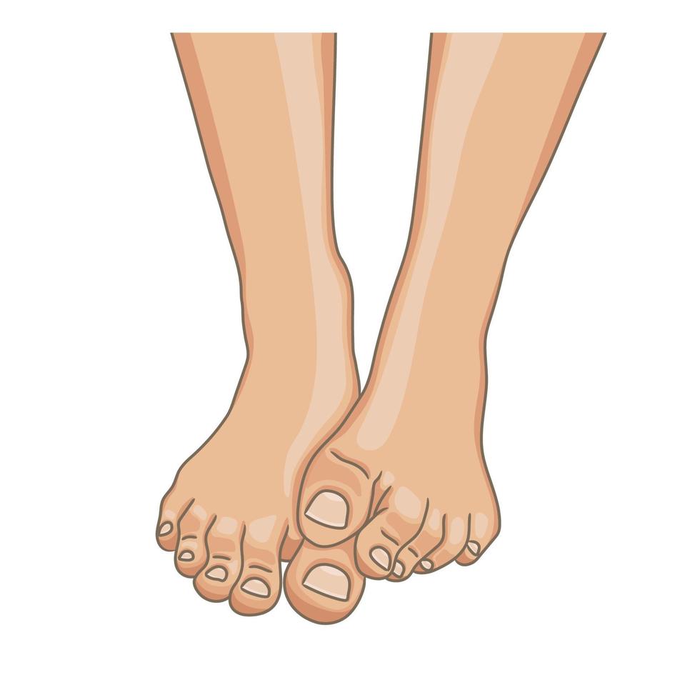 vrouwelijke voeten, op blote voeten, vooraanzicht. de ene voet op de andere liggend. gezonde teennagels met pedicure. vectorillustratie, met de hand getekende cartoon stijl geïsoleerd op wit. vector
