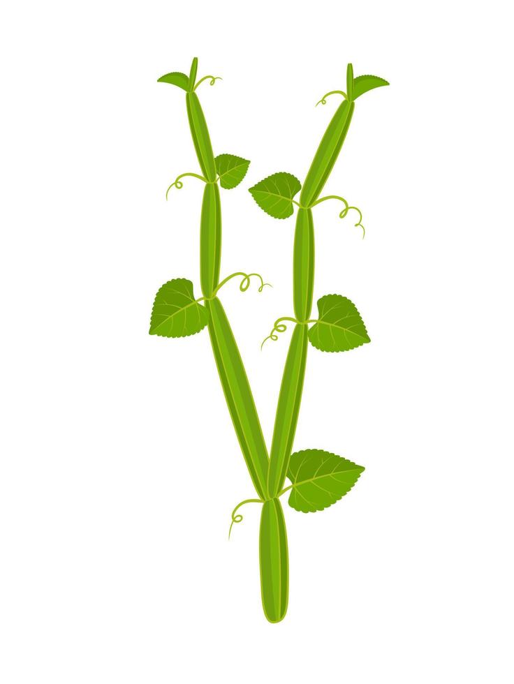 vectorillustratie van pirandai of veldt druif, wetenschappelijke naam cissus quadrangularis, geïsoleerd op een witte achtergrond. vector