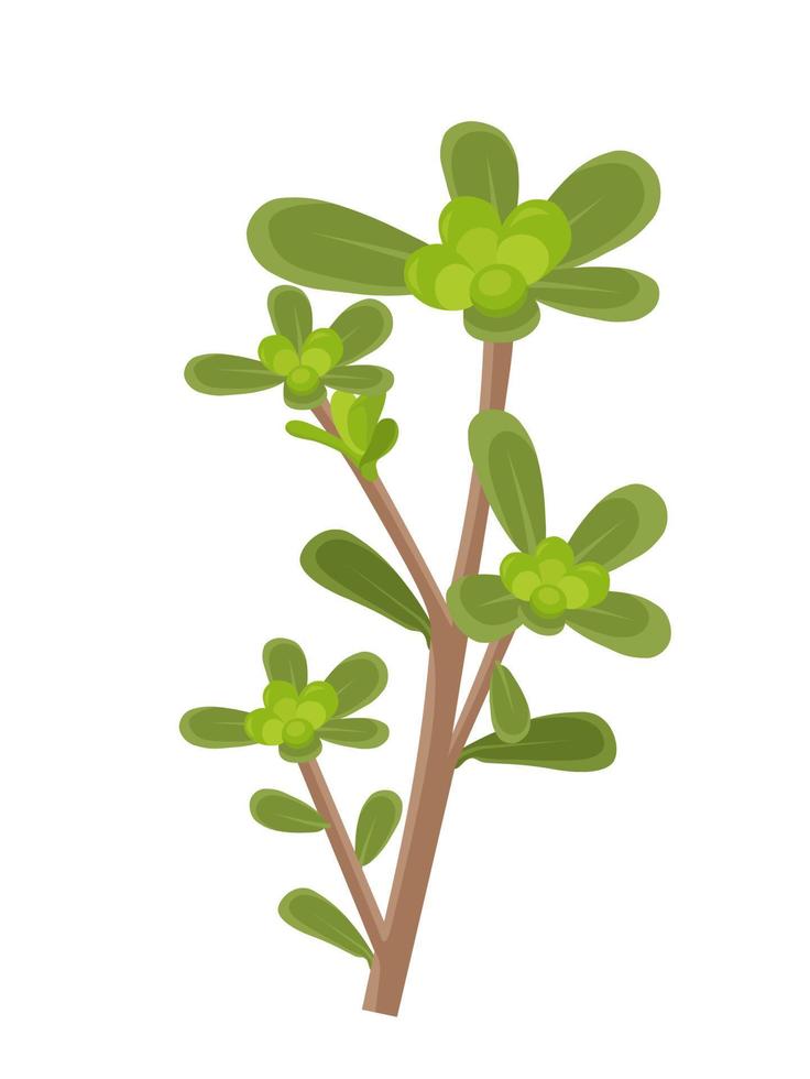 vectorillustratie, portulaca oleracea of gewone postelein, ook bekend als kleine berenklauw, geïsoleerd op een witte achtergrond vector