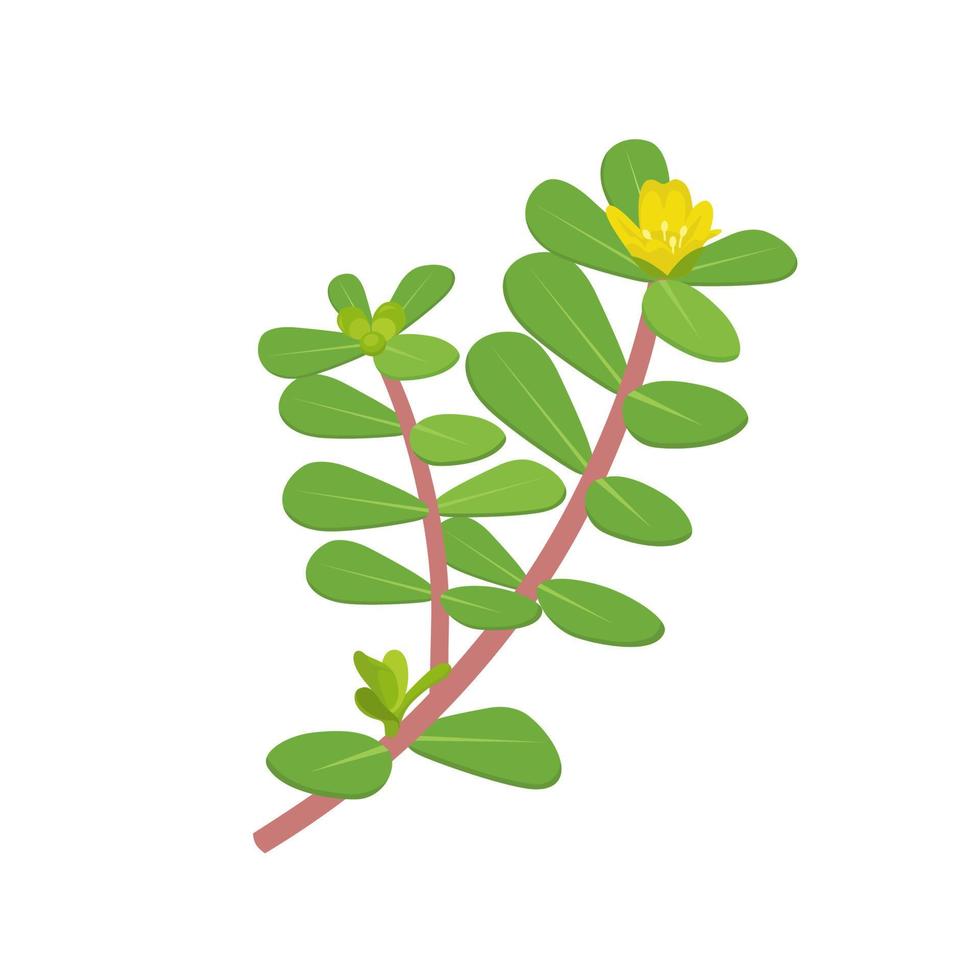 vectorillustratie, portulaca oleracea of gewone postelein, ook bekend als kleine berenklauw, geïsoleerd op een witte achtergrond vector