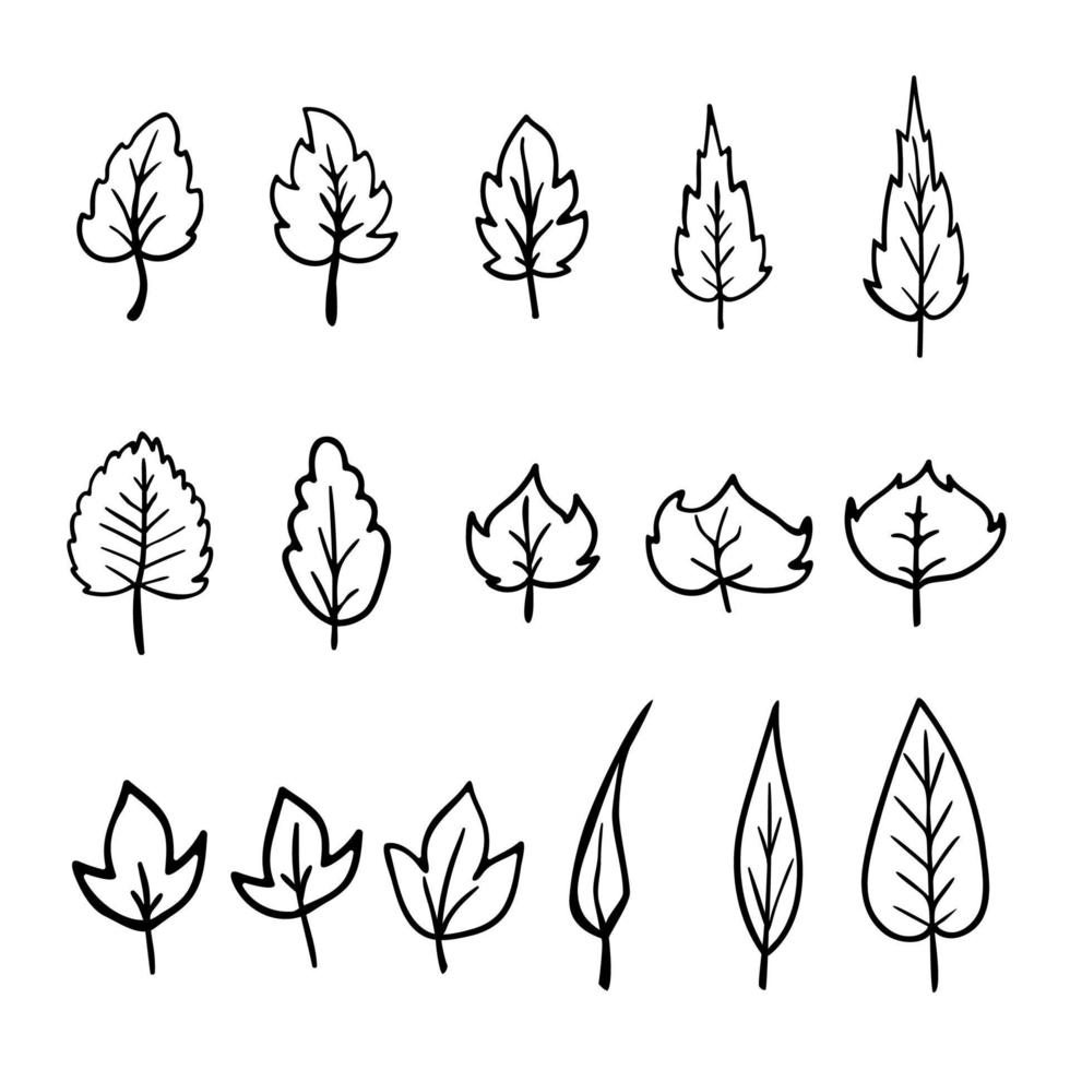 lijn set herfstbladeren van esdoorn, eik, berken, natuurlijk biologisch. voor seizoensdecoratie. vector