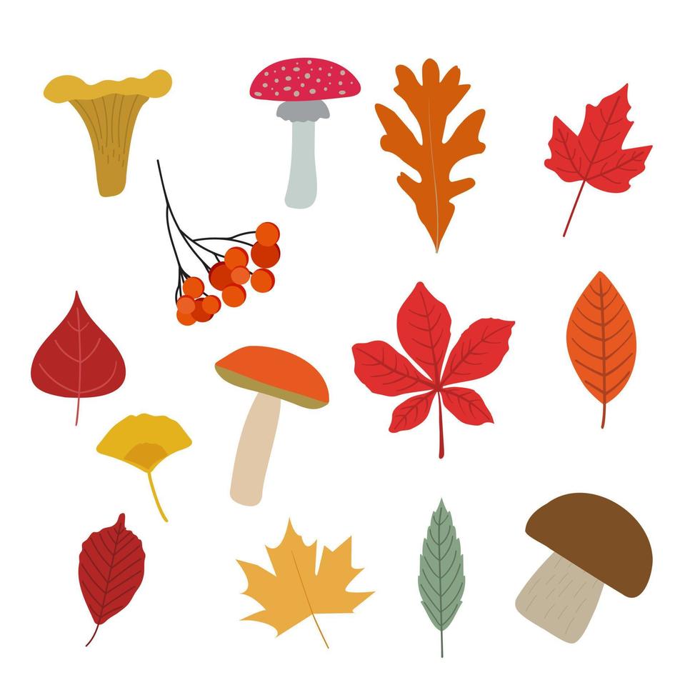 herfst vector bos set. verzameling van rode, groene, gele droge herfstbladeren, seizoenspaddestoelen, lijsterbessen. geïsoleerd op een witte achtergrond. kleurrijke seizoensgebonden cartoon-elementen.