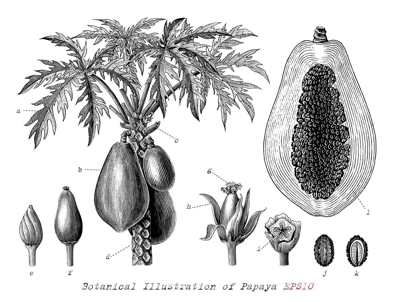 Botanische illustratie van papaya hand getrokken vintage gravure stijl zwart-wit illustraties geïsoleerd op een witte achtergrond vector