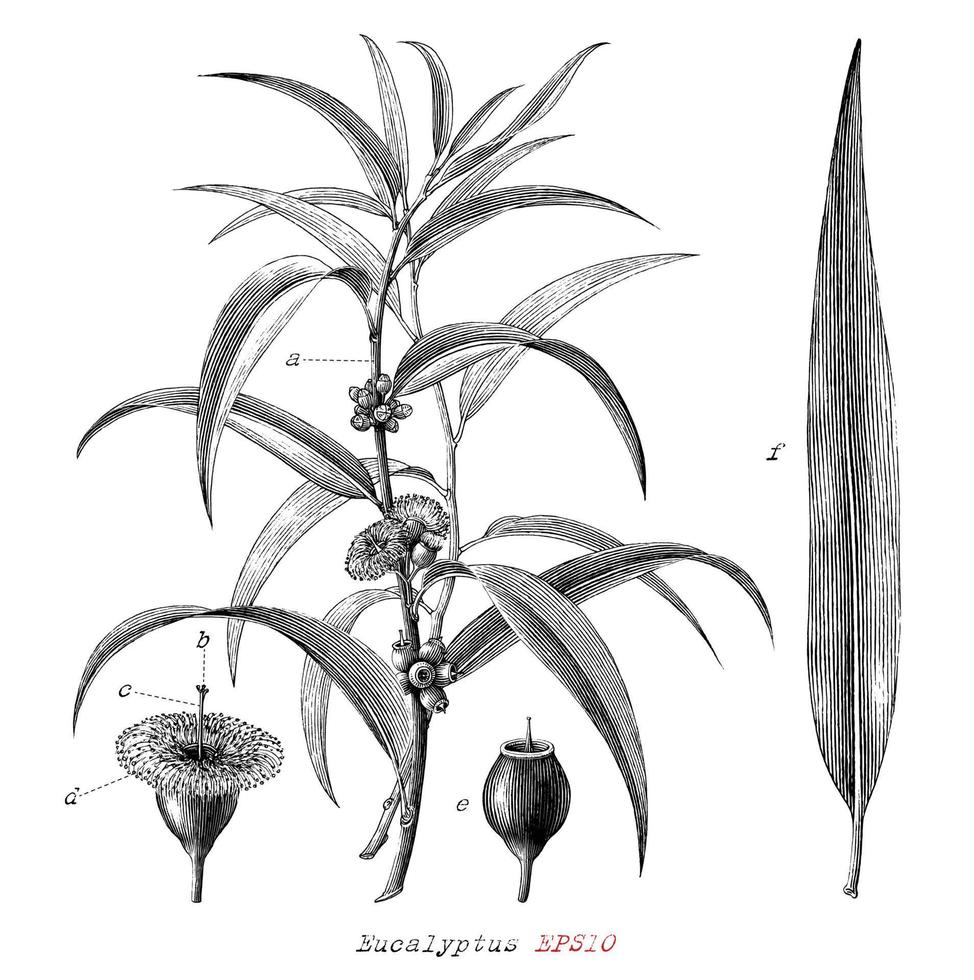 eucalyptus botanische plant hand getekend vintage gravure stijl zwart-wit illustraties geïsoleerd op een witte achtergrond vector
