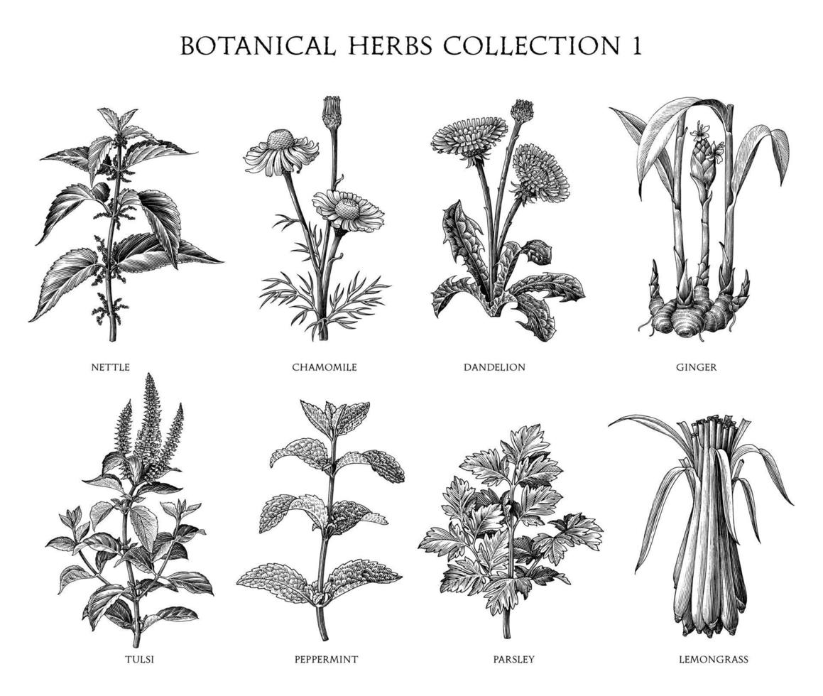 botanische kruiden collectie hand tekenen gravure stijl zwart-wit illustraties geïsoleerd op een witte achtergrond vector