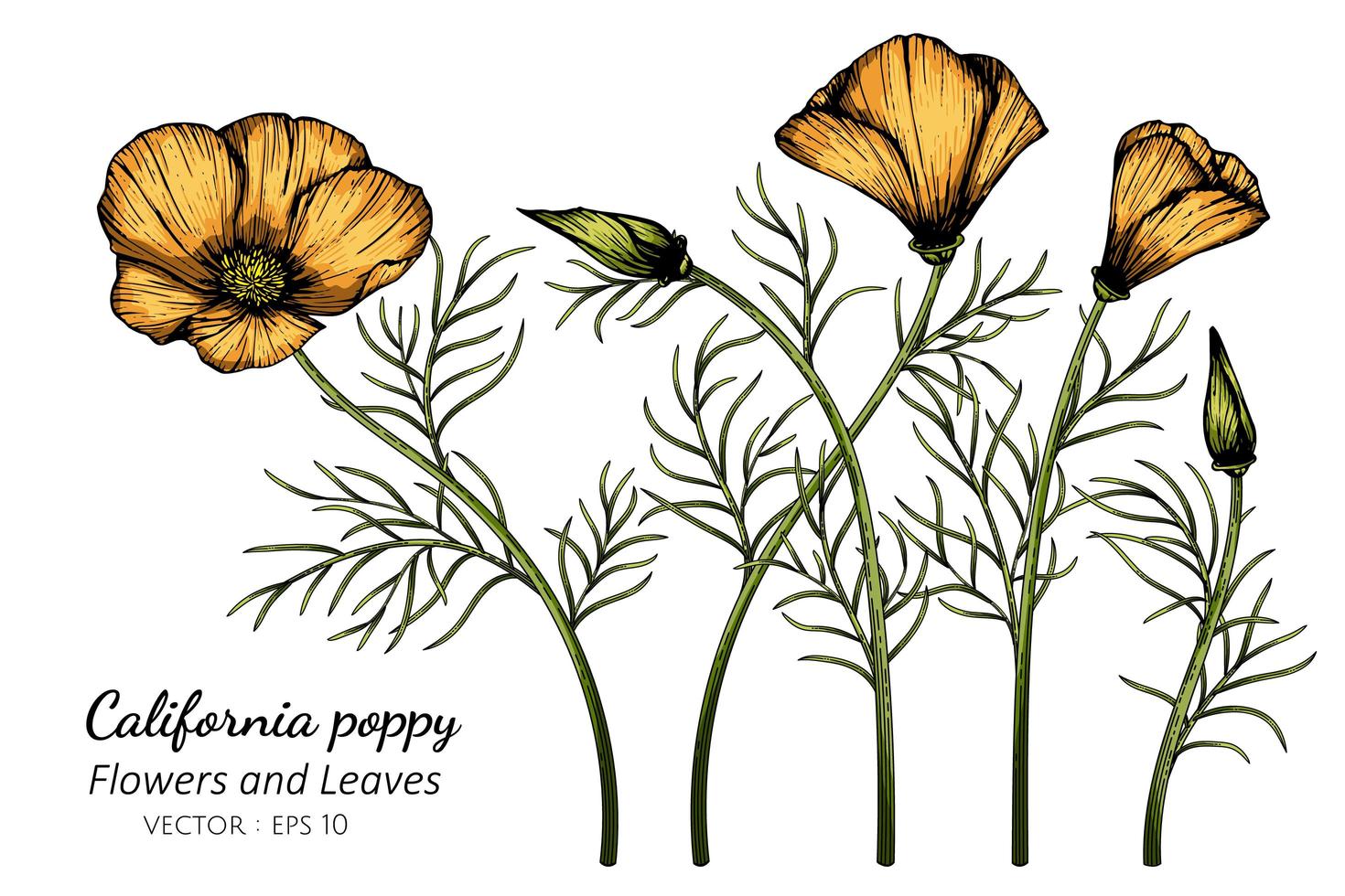 oranje california poppy bloem tekening vector
