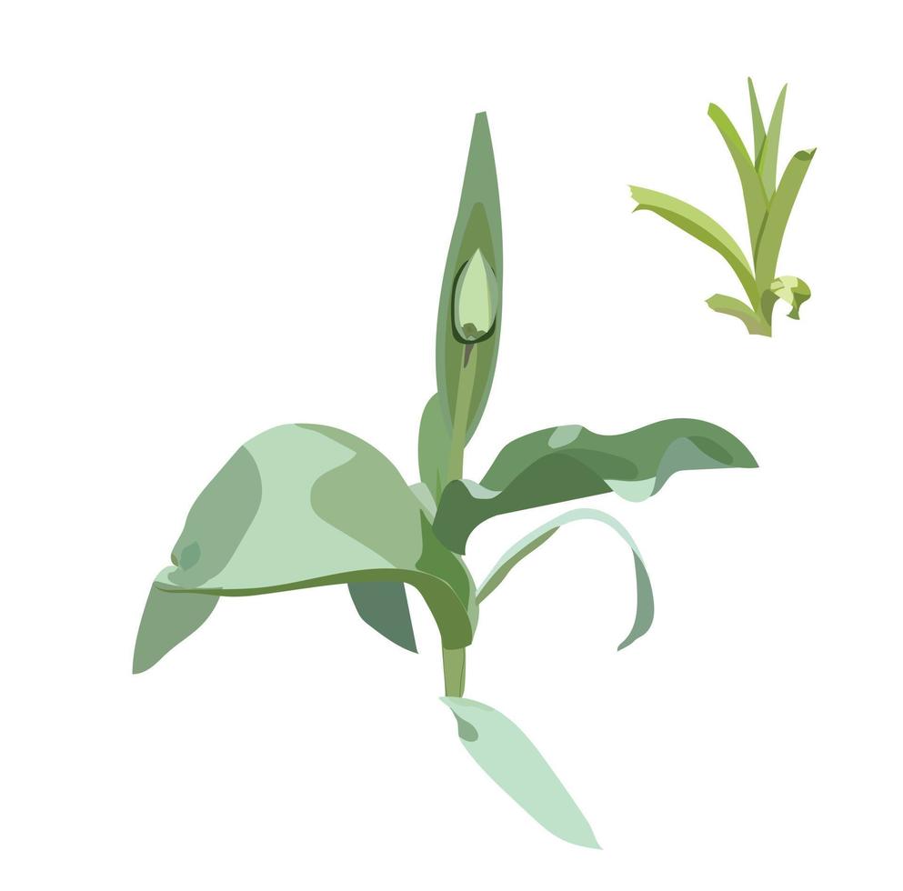 tulp spruit. vectorillustratie. vector