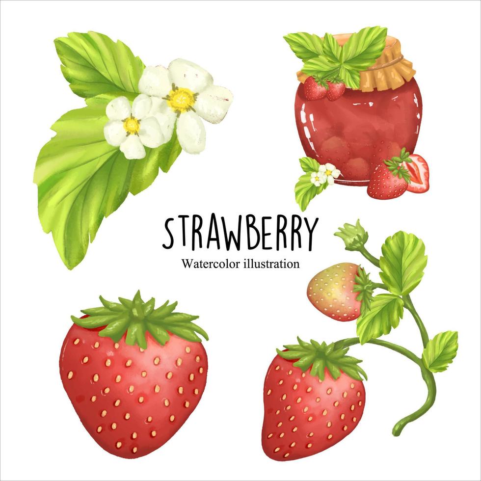 aquarel aardbei, fruit vectorillustratie vector