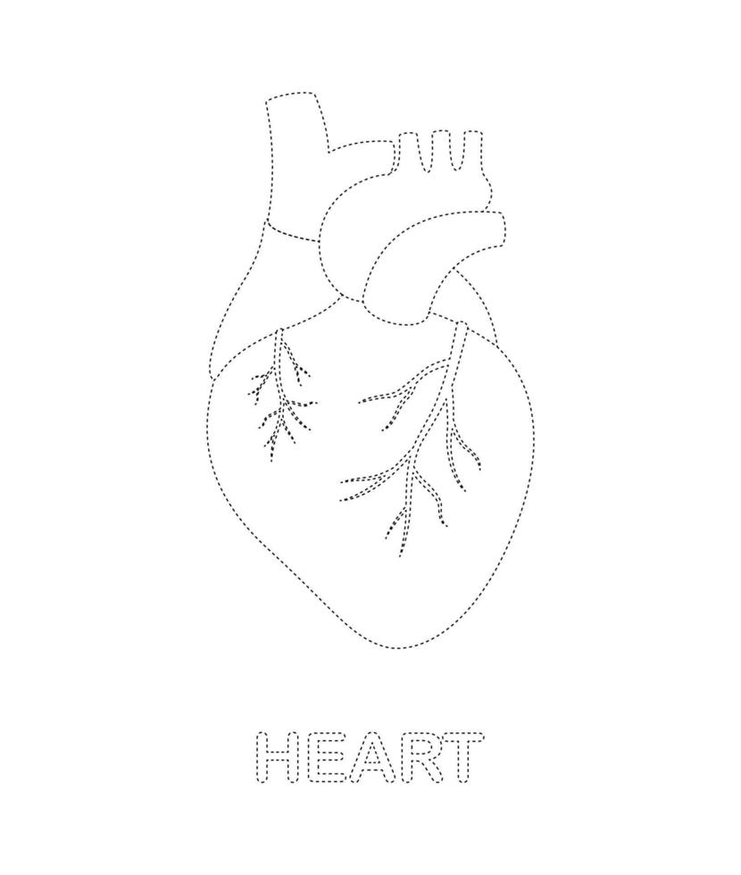 werkblad voor het traceren van menselijk hart voor kinderen vector